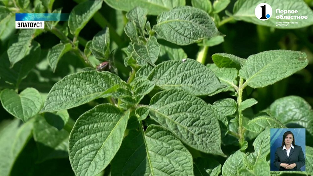 Жители Златоуста рассказали, как победить колорадского жука