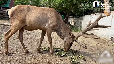 У оленей отросли рога