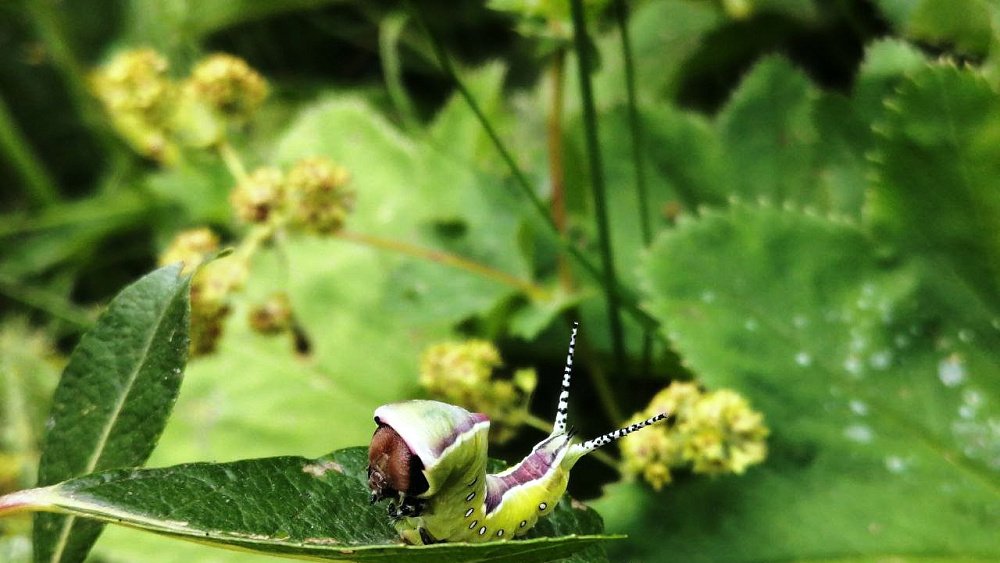 В нацпарке «Таганай» показали гусеницу с камуфляжем