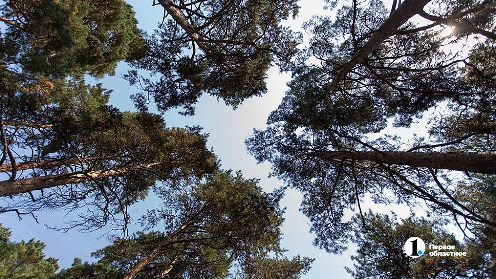 В ЮУрГУ придумали фильтр, очищающий воздух лучше деревьев