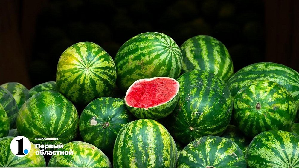 В Челябинской области начался сезон азиатских арбузов и дынь