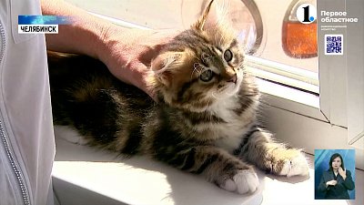 Кошачьи полёты: как уберечь питомца от падения с высоты