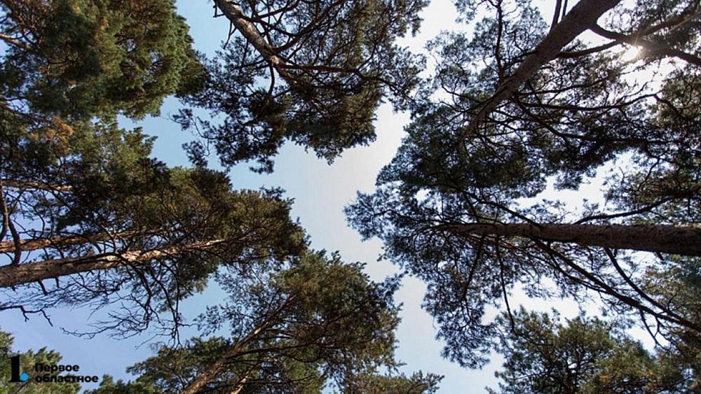 За сохранностью лесов Челябинской области начали следить из космоса