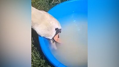 В Челябинской области спасли раненого лебедя