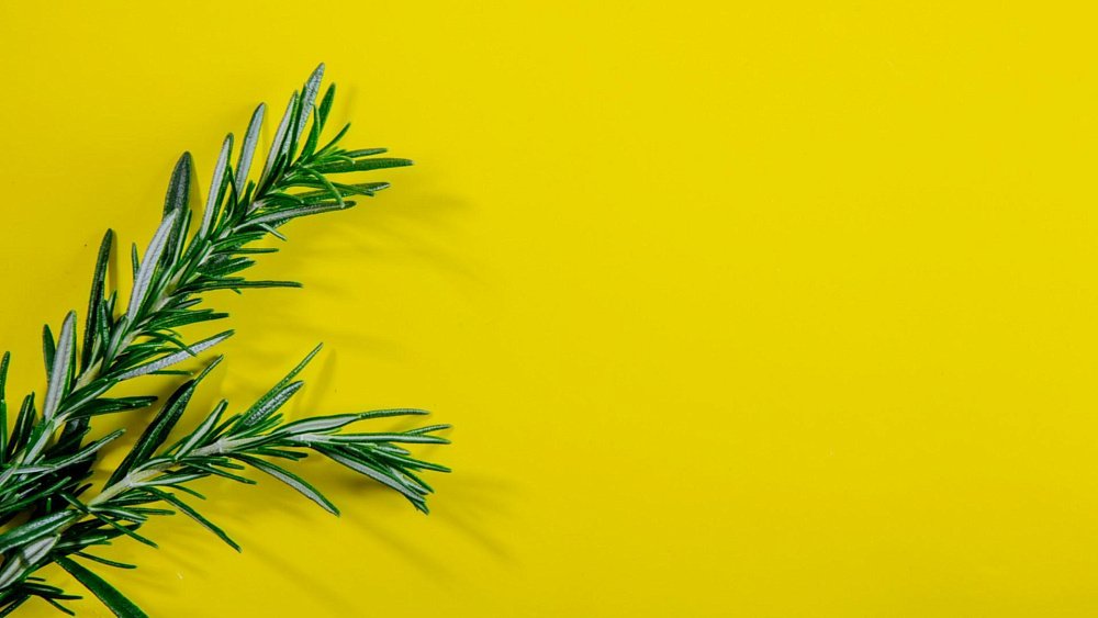 Розмарин способствует омоложению