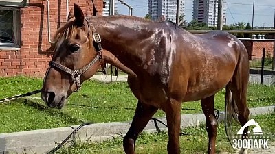 В Челябинском зоопарке искупали лошадей