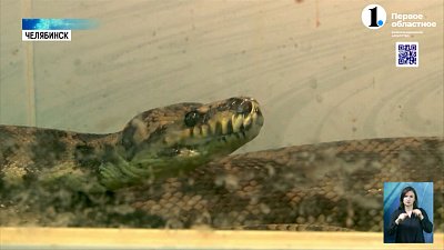 Шкурный интерес: у фотографа, который предлагал снимок со змеей, изъяли модель