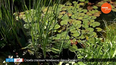 Лучшие растения для садового пруда в рубрике «Руки садовода»