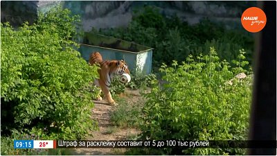 День тигра в зоопарке в «Прямом включении»