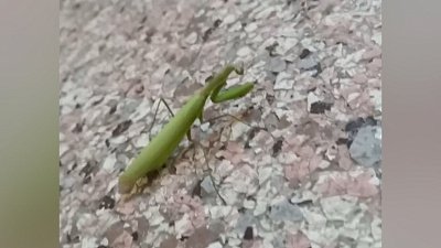 Челябинцы сообщают о нашествии богомолов