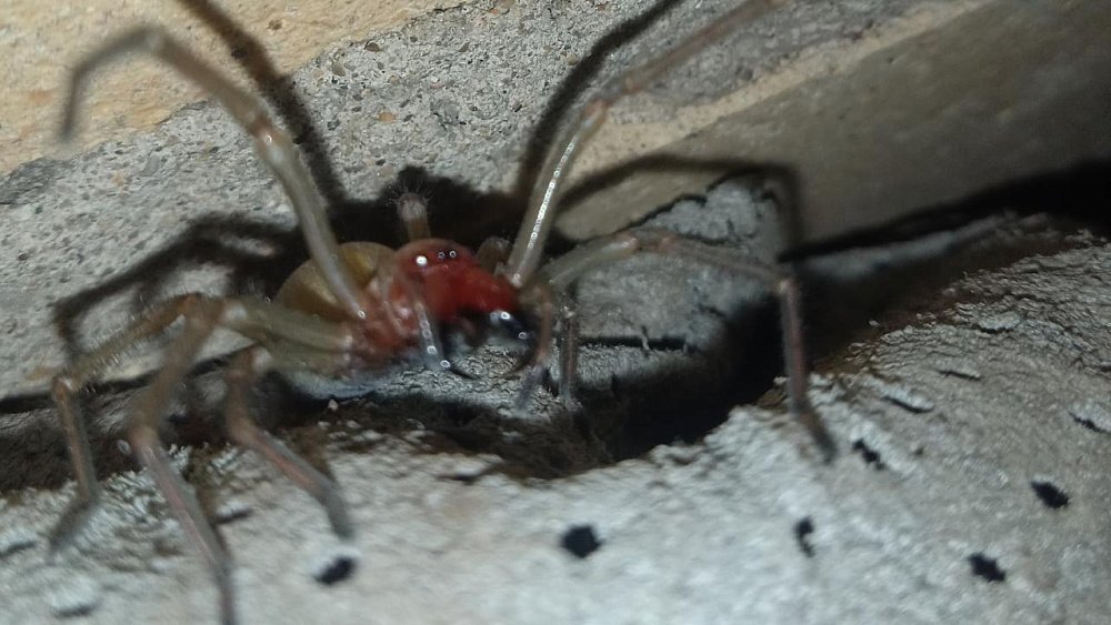В Магнитогорске обнаружили ядовитого паука