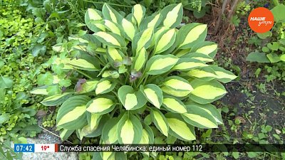 Делим хосту грамотно в рубрике «Руки садовода»