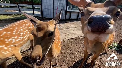 В Челябинском зоопарке показали подросших пятнистых оленят