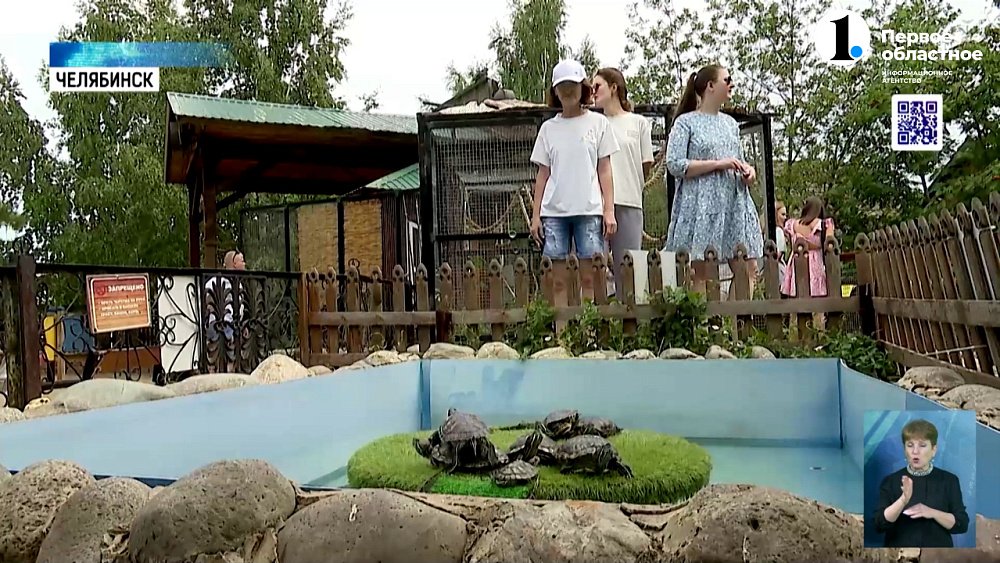 Агрессивный (не)друг: от какого питомца люди отказываются чаще всего?