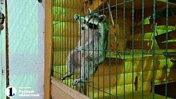 Приют «Спаси меня» в Челябинске отметил 25‑летие