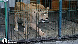 Приют «Спаси меня» в Челябинске отметил 25‑летие