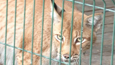 В Челябинске сделали почтовый штемпель с рысью Марысей