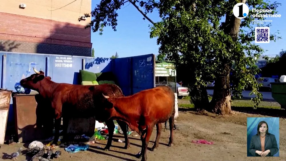 Никогда такого не было, и вот опять: коровы терроризируют жителей Аши