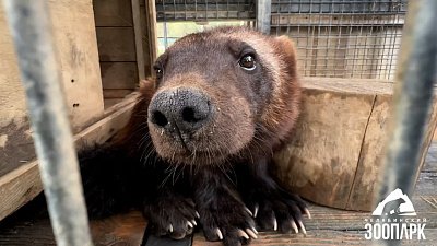 Росомаху Биру в Челябинском зоопарке заставили позировать на видео