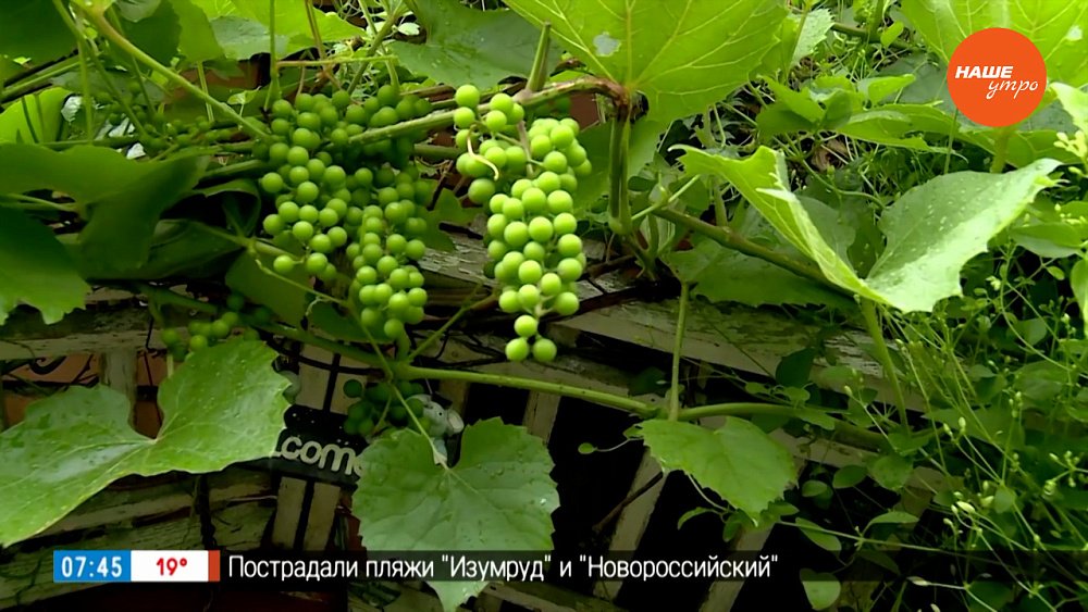 Этот виноград не нужно укрывать в рубрике «Руки садовода»