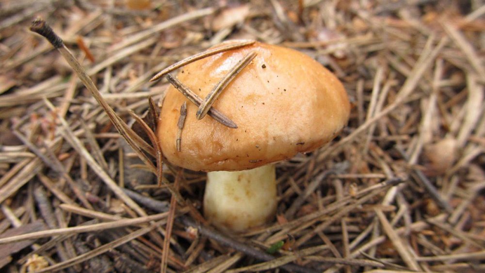 В горах Челябинской области с опозданием на месяц начался сезон грибов