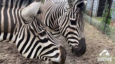 Переменчивое поведение зебр зафиксировали в челябинском зоопарке