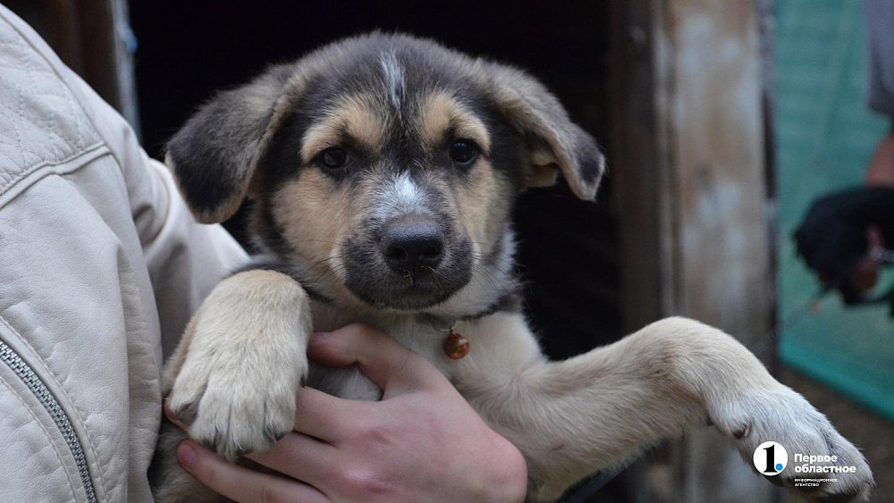 Площадка для выгула собак появится в парке «Дружба» в Челябинске