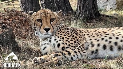 Кошачья медитация от гепарда Афродиты из челябинского зоопарка