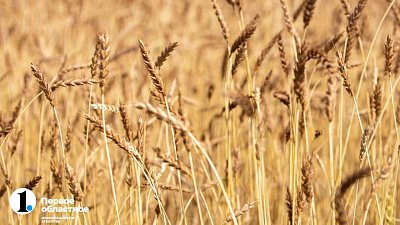 Аграрии Челябинской области начали уборку урожая раньше обычного