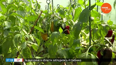 Гусеницам и слизням придется несладко в рубрике «Руки садовода»