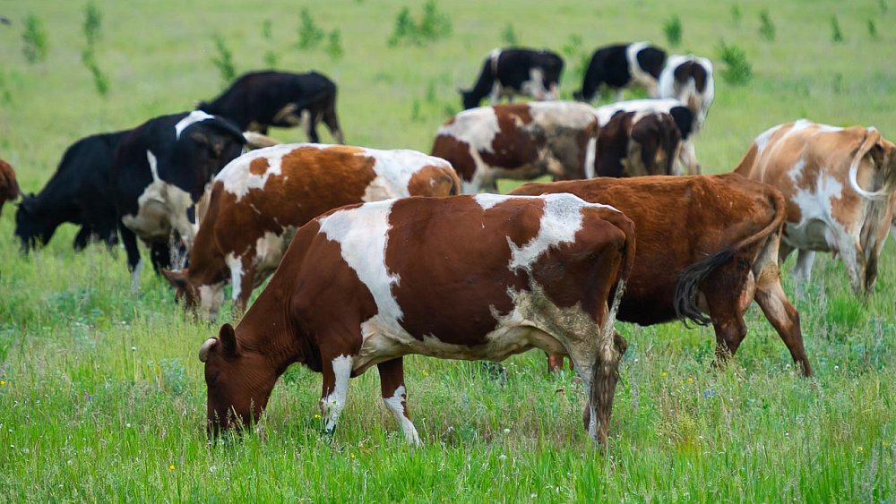 Молоко из Челябинской области будут отправлять на экспорт