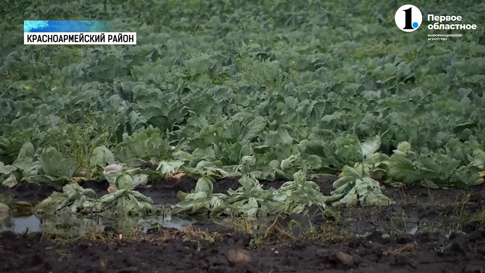 Алексей Текслер работает в Красноармейском районе