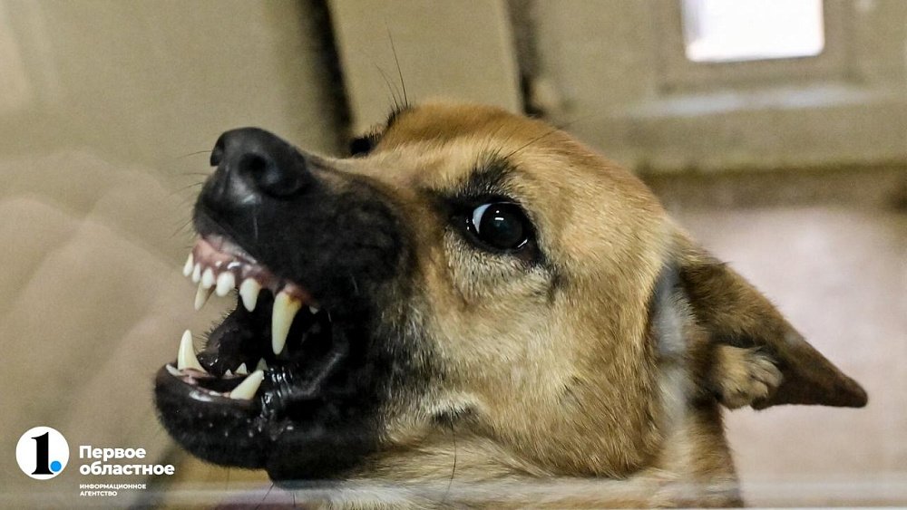 Мэрия Нязепетровска заплатит 50 тысяч рублей за покусанного бездомным псом ребенка