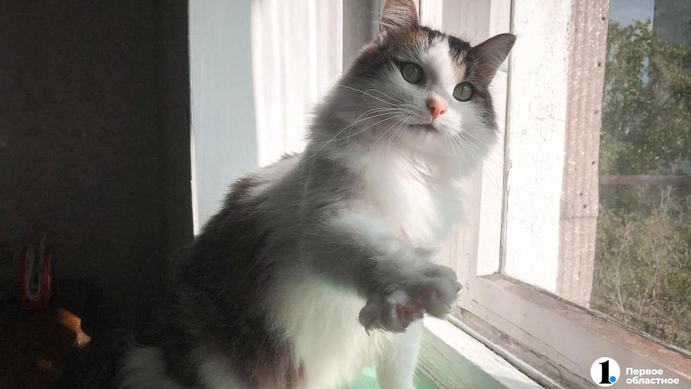 Челябинцам рассказали, почему открытые окна опасны для каждой кошки