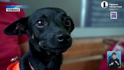 Кинологи рассказали, как выбрать собаку для души