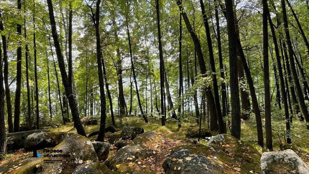 В Челябинской области четверо детей заблудились в лесу