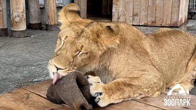 Всемирный День льва отметили в челябинском зоопарке