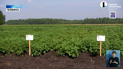 В Челябинске отмечают День картофельного поля