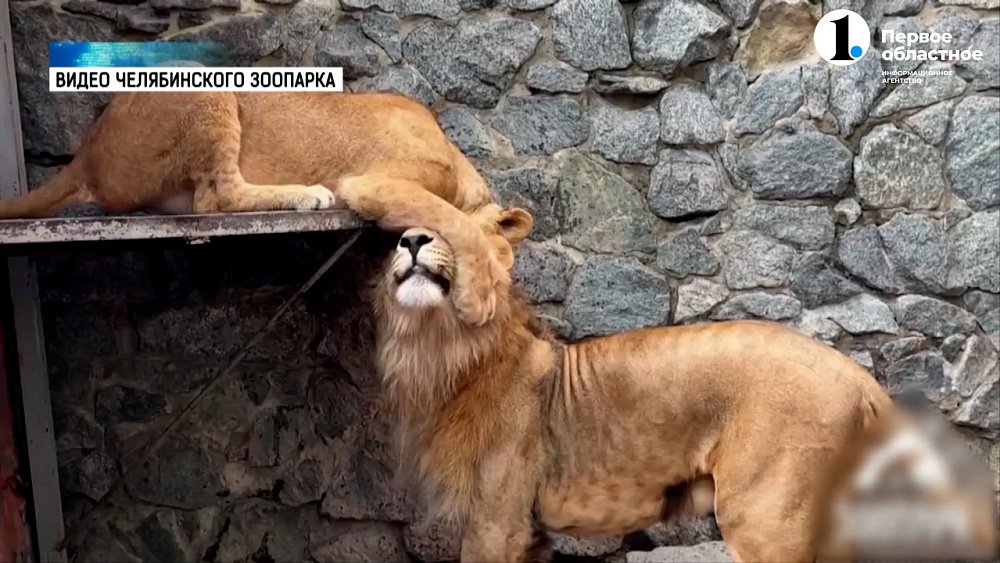 10 августа отмечают Всемирный день льва