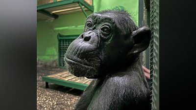Шимпанзе Соня из челябинского зоопарка скончалась на 32-ом году жизни