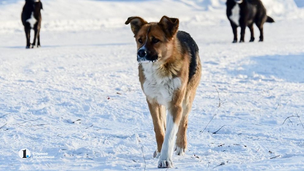 Мэрию Троицка обязали выплатить компенсацию за нападение собаки на мальчика
