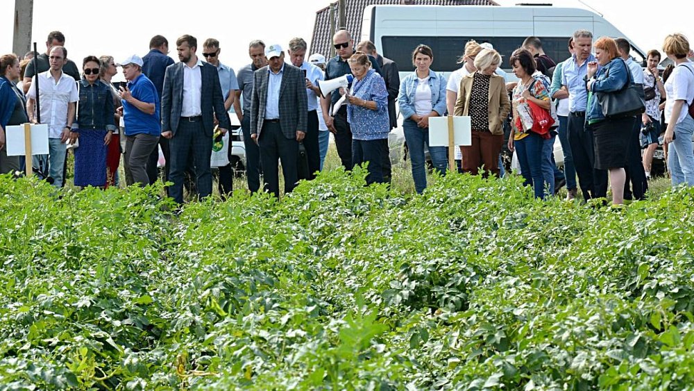 Южноуральских фермеров призвали использовать отечественные сорта картофеля