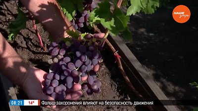 Не просто сорт винограда, а настоящая сенсация в рубрике «Руки садовода»