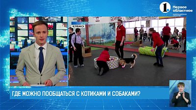 Пушистые выходные. Где можно пообщаться с котиками и собаками?