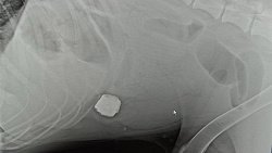 В Магнитогорске ветеринары вытащили из кишечника собаки булыжник