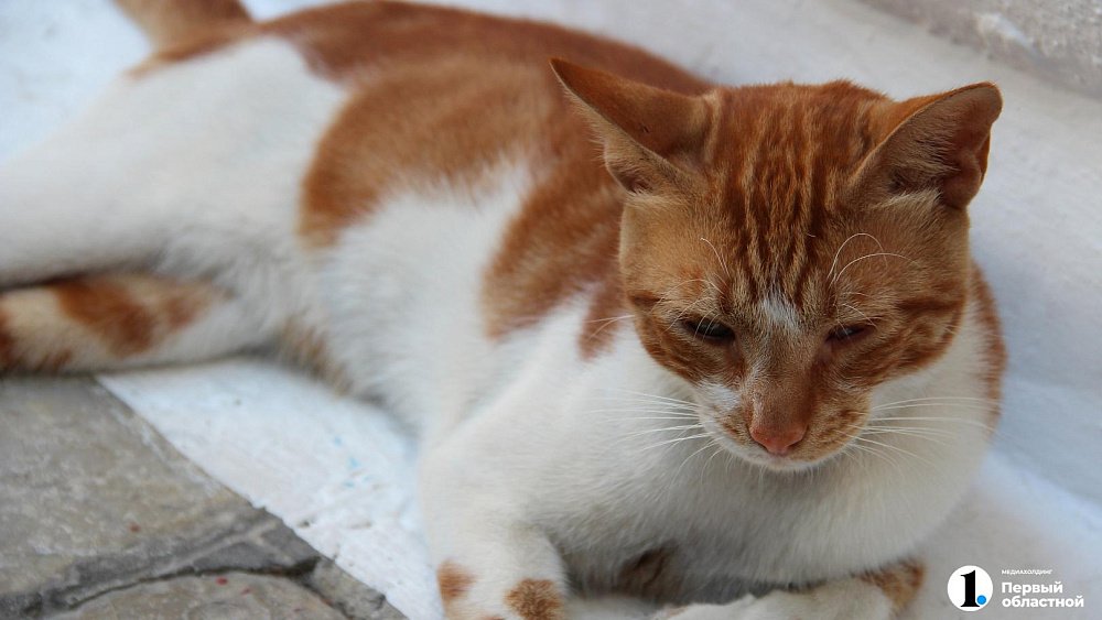 В Курчатовском районе Челябинска объявили карантин по бешенству