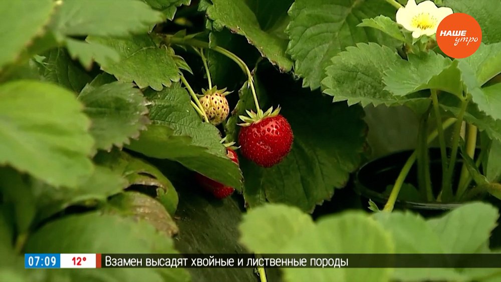 От этих действий зависят урожаи будущего года в рубрике «Руки садовода»
