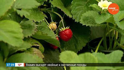 От этих действий зависят урожаи будущего года в рубрике «Руки садовода»