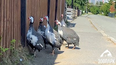 Олицетворение понедельника: пернатые из челябинского зоопарка орут в стену