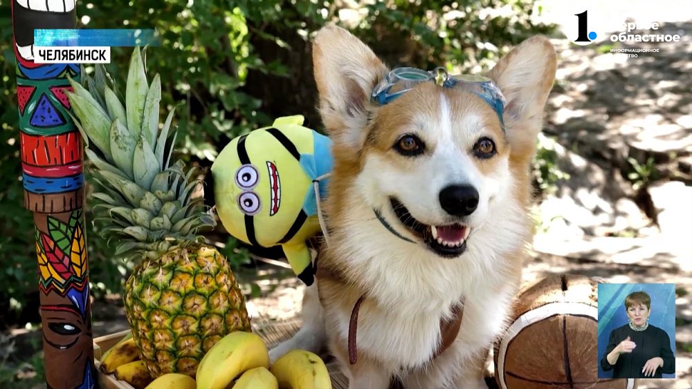В Челябинске корги устроили мультяшно-гавайскую фотосессию